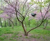 Plastic bags in trees