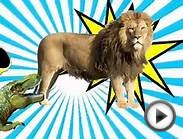 Real Animal Sounds Videos for Children! Learn Animal Names